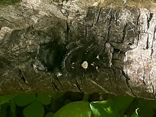 Bold Jumping Spider