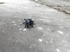 Nicrophorus humator