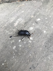 Nicrophorus humator