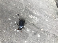 Nicrophorus humator