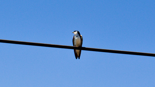 Tree Swallow