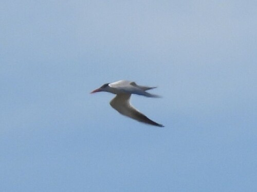 iNaturalist image