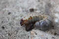 Oryctes nasicornis