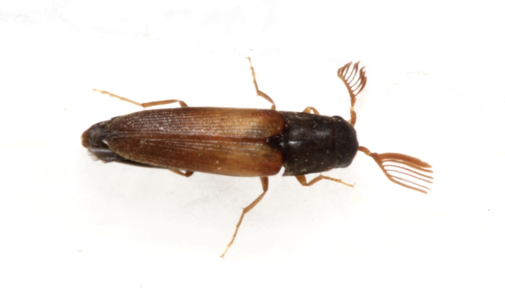 Isorhipis ruficornis