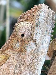 Bradypodion ventrale