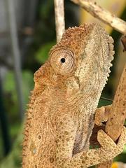 Bradypodion ventrale