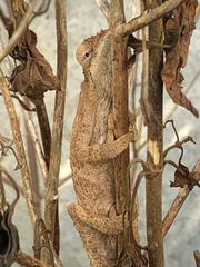 Bradypodion ventrale