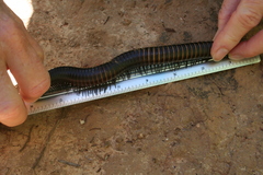 Archispirostreptus
