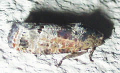 Cryptophlebia peltastica