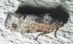 Cryptophlebia peltastica