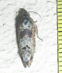 Cryptophlebia peltastica