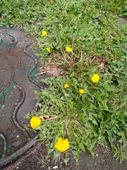 Taraxacum officinale