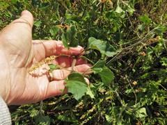Physalis macrosperma