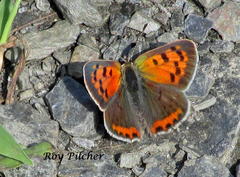 Lycaena phlaeas hypophlaeas