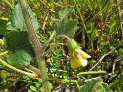Physalis macrosperma