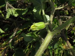 Physalis macrosperma