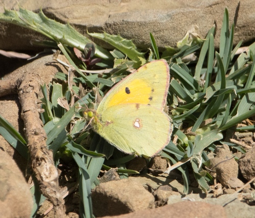 Clouded Yellow