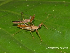 Epidaus