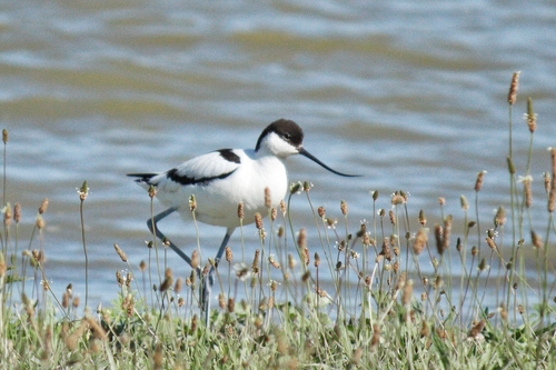 iNaturalist image