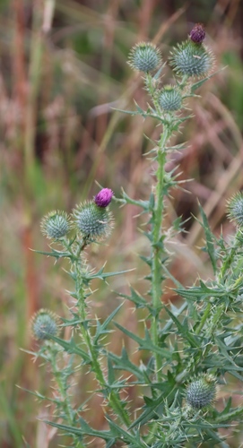 Bull Thistle