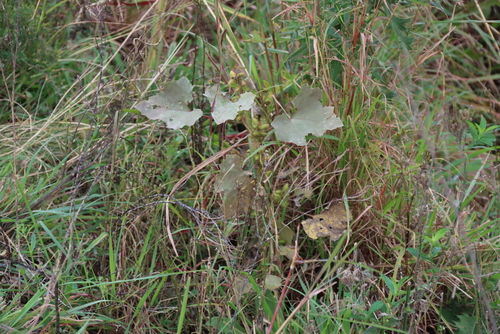 rough cocklebur