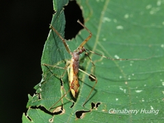 Epidaus