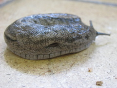 Urocyclus kirkii