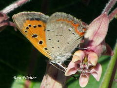 Lycaena phlaeas hypophlaeas