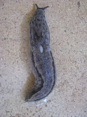 Urocyclus kirkii