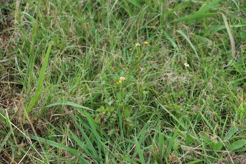 Hairy Beggarticks