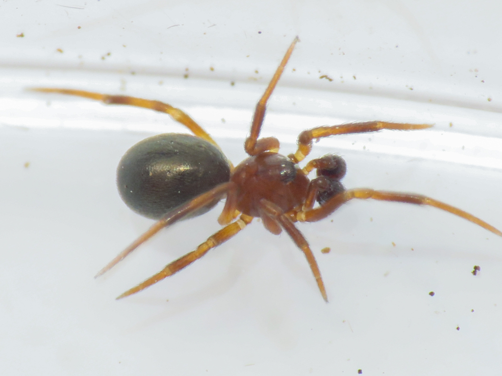 Lasaeola prona