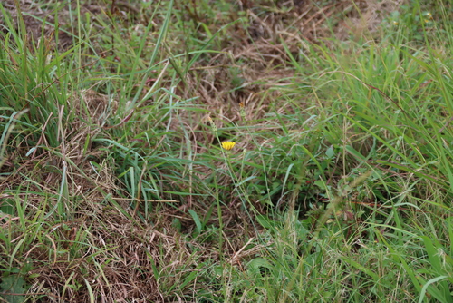 Common Cat's-ear