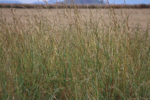 Blue Thatching Grass
