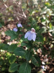 Justicia petiolaris