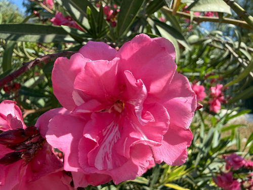 oleander