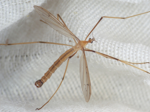 Pedicia littoralis