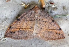 Drepanulatrix bifilata