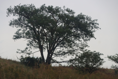 Vachellia sieberiana, photograph 5