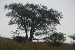 (c) Tony Rebelo, some rights reserved (CC BY-SA) Vachellia sieberiana, photograph (c) Tony Rebelo, some rights reserved (CC BY-SA)
