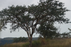 (c) Tony Rebelo, some rights reserved (CC BY-SA) Vachellia sieberiana, photograph (c) Tony Rebelo, some rights reserved (CC BY-SA)
