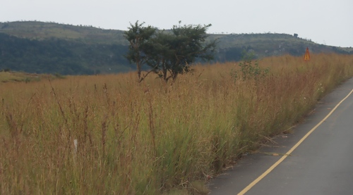 Vachellia sieberiana, photograph 3