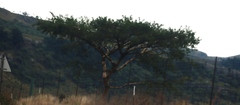 (c) Tony Rebelo, some rights reserved (CC BY-SA) Vachellia sieberiana, photograph (c) Tony Rebelo, some rights reserved (CC BY-SA)