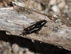 Tridactylidae