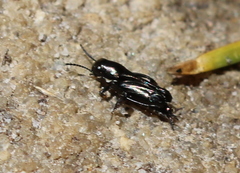 Tridactylidae