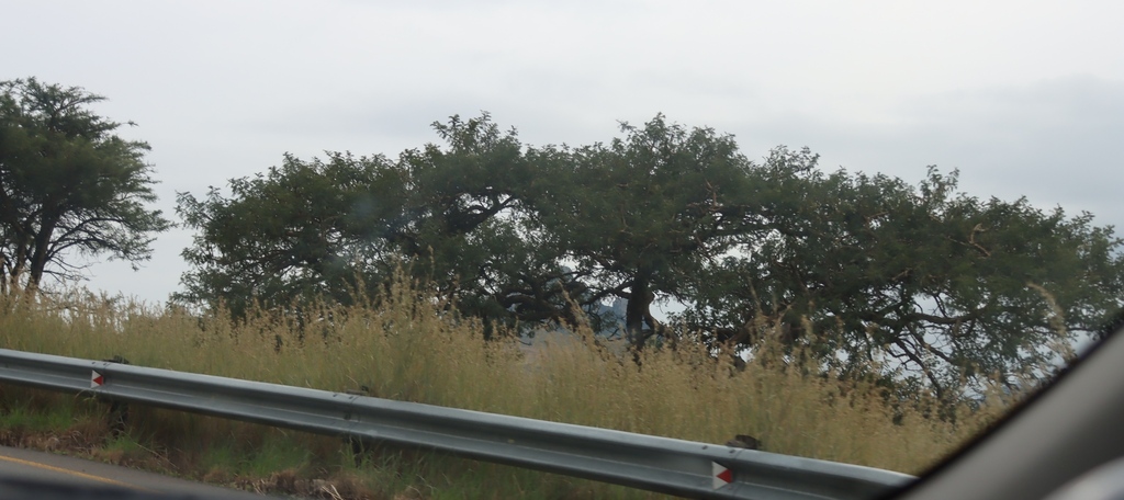 Vachellia sieberiana; photograph (c) Tony Rebelo, some rights reserved (CC BY-SA)