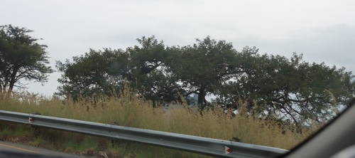 Vachellia sieberiana