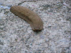 Laevicaulis natalensis natalensis