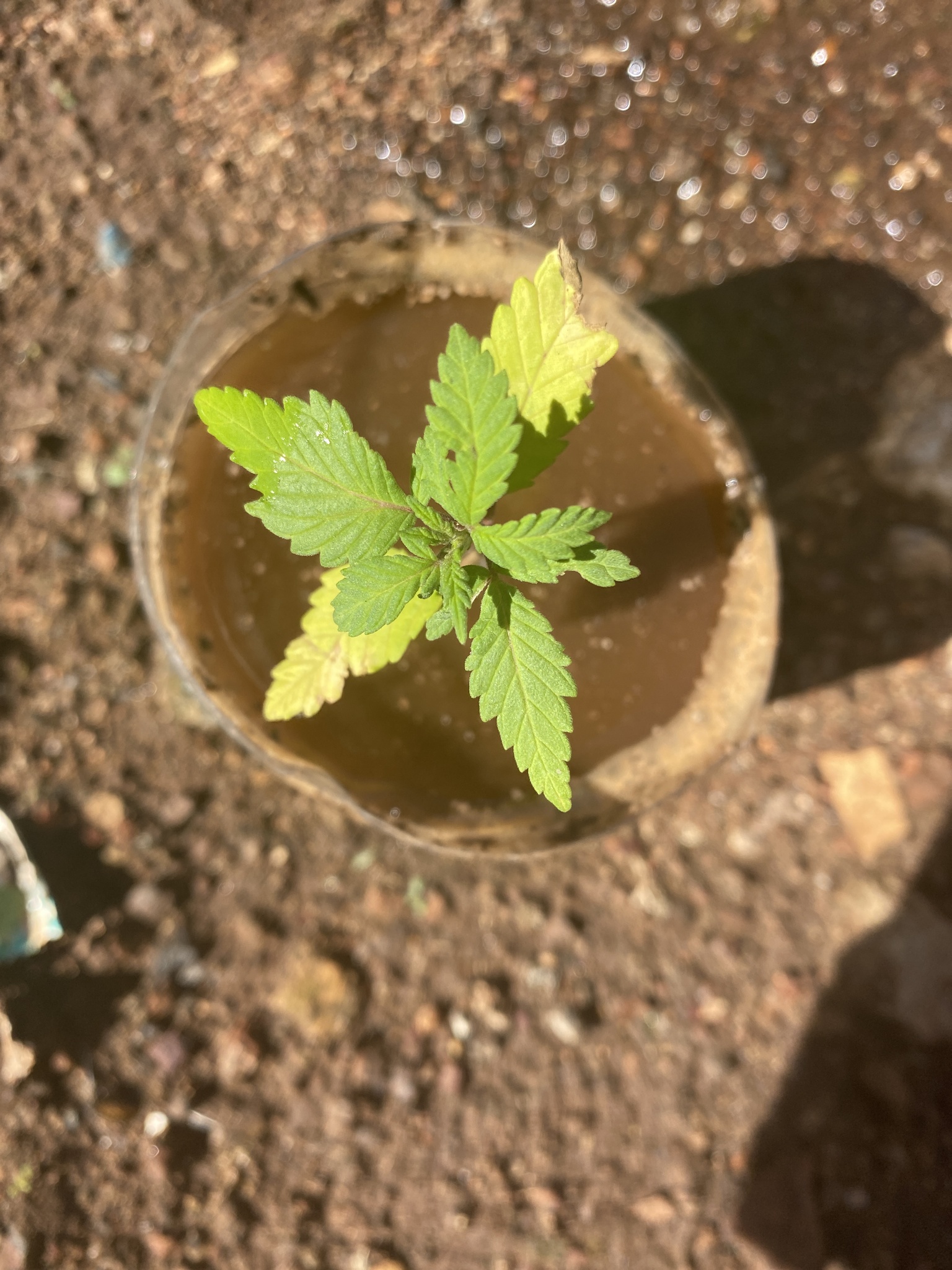 Imagem de Maconha