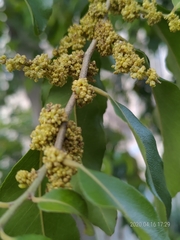 Putranjiva roxburghii