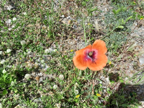 Papaver pinnatifidum